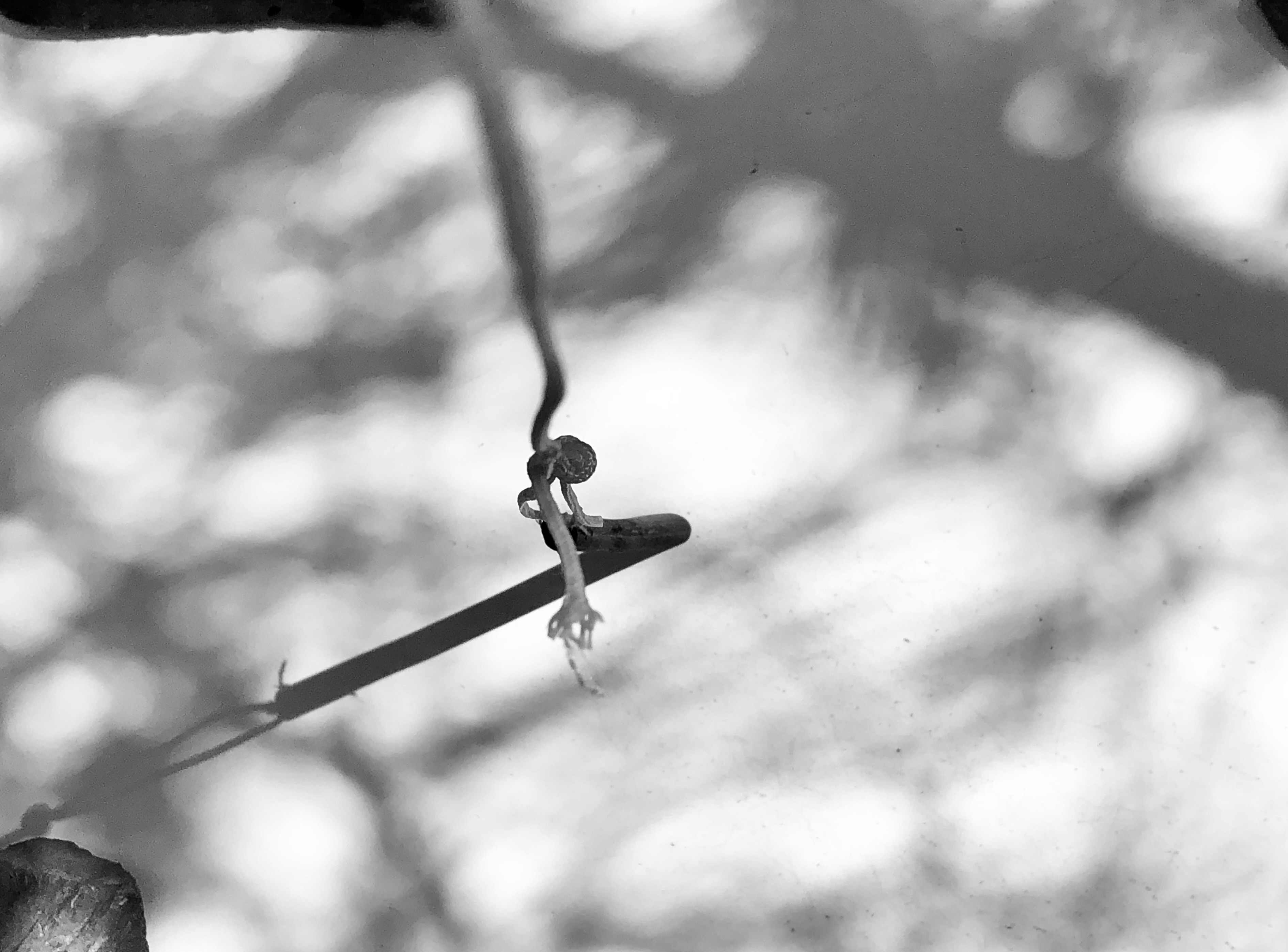 Branche suspendue